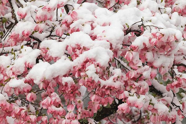 Jones, Adam 아티스트의 Light snow on pink dogwood tree in early spring-Louisville-Kentucky작품입니다.